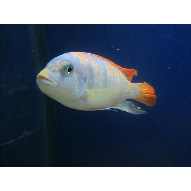 Pseudotropheus zebra red + blue - imagine 5